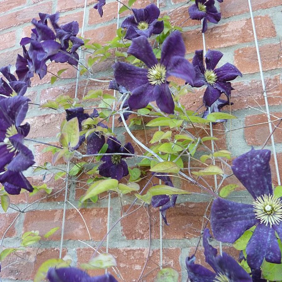 stainless-steel-wire-rope-3mm-thick-1416581996-jpg