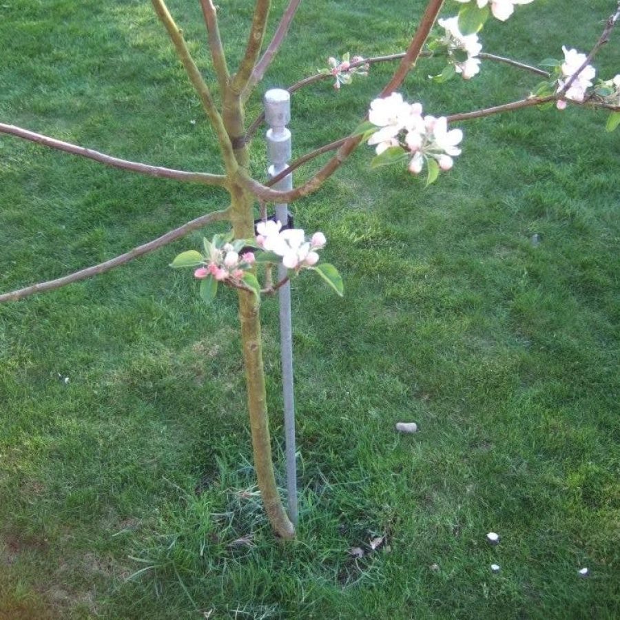 1-5m-ornate-galvanised-steel-tree-stakes-1416586319-jpg
